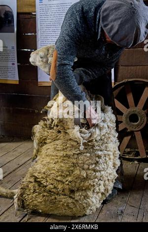 Une main gaucho tond des moutons à l'Estancia Nibepo Aike dans le parc national Los Glaciarers. Banque D'Images