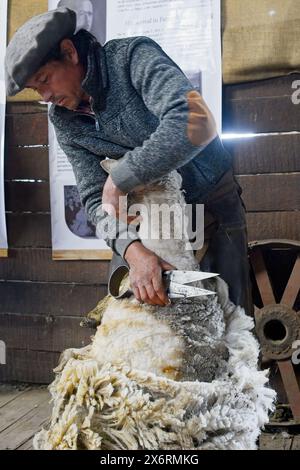 Une main gaucho tond des moutons à l'Estancia Nibepo Aike dans le parc national Los Glaciarers. Banque D'Images