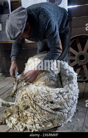 Une main gaucho tond des moutons à l'Estancia Nibepo Aike dans le parc national Los Glaciarers. Banque D'Images