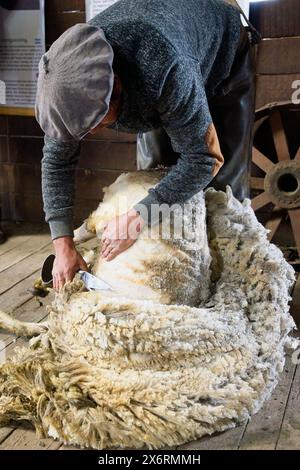 Une main gaucho tond des moutons à l'Estancia Nibepo Aike dans le parc national Los Glaciarers. Banque D'Images