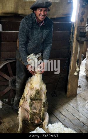 Une main gaucho tond des moutons à l'Estancia Nibepo Aike dans le parc national Los Glaciarers. Banque D'Images