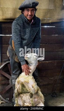 Une main gaucho tond des moutons à l'Estancia Nibepo Aike dans le parc national Los Glaciarers. Banque D'Images