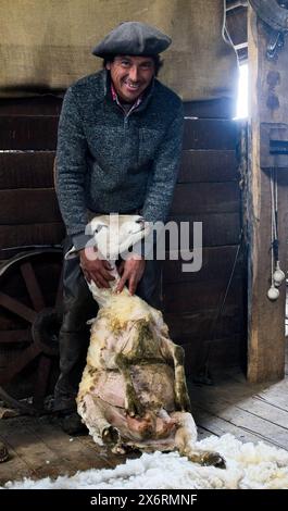 Une main gaucho tond des moutons à l'Estancia Nibepo Aike dans le parc national Los Glaciarers. Banque D'Images