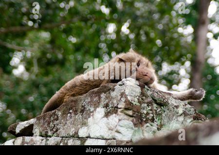 Singe allongé sur Une colonne de pierre dans les temples d'Angkor Wat à Siem Reap, Cambodge Banque D'Images