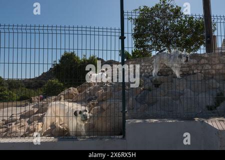 Aboyer des chiens de garde blancs derrière une clôture métallique, se comporter de manière incontrôlable Banque D'Images