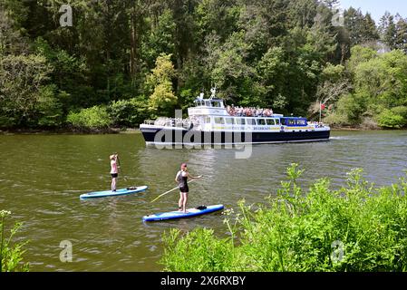 Stand up paddleboarders sur la rivière Dart à Totnes, dans le sud du Devon alors que Dartmouth Riverboats Cardiff Castle part pour Dartmouth. Banque D'Images