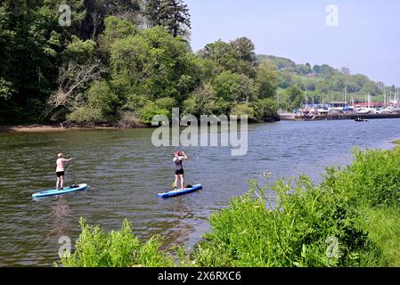 Stand-up paddleboarders sur la rivière Dart à Totnes, South Devon. Banque D'Images