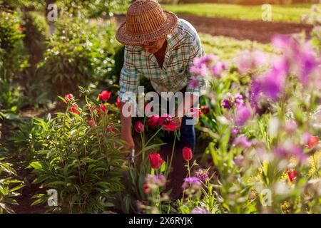 Jardinier d'âge moyen cueillant des fleurs de tulipes dans le jardin de printemps. La femme âgée a coupé la tige avec un sécateur au coucher du soleil. Jardinage Banque D'Images