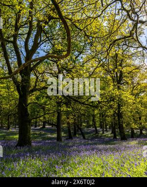 Kinclaven Bluebell Woods, Perthshire, Écosse, Royaume-Uni Banque D'Images