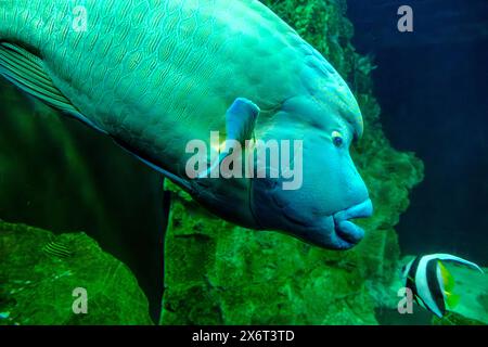 Le poisson Napoléon (Cheilinus undulatus) nage dans l'aquarium de Livourne, en Toscane, en Italie. Banque D'Images