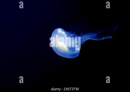 Méduse lunaire bioluminescente (Aurelia aurita) glissant dans les eaux sombres de l'aquarium de Livourne, Toscane, Italie. Banque D'Images