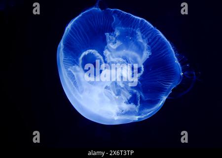 Méduse lunaire bioluminescente (Aurelia aurita) glissant dans les eaux sombres de l'aquarium de Livourne, Toscane, Italie. Banque D'Images