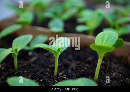 Semis de concombre cultivés en serre. Agriculture. Horticulture. Agriculture écologique biologique. Jardinage. Agro-industrie. Bannière Web Banque D'Images