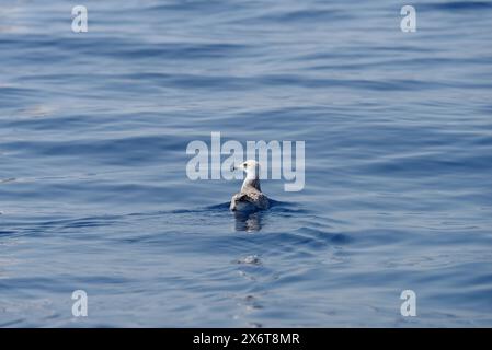 Jeune poussin mouette flotte à la surface de la mer, mer Méditerranée, Italie Banque D'Images