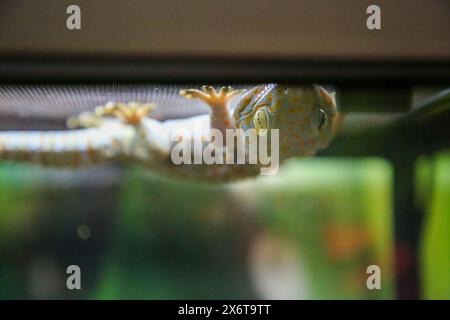 Un lézard caméléon Jackson gecko à l'envers sur un toit de terrarium dans le zoo Banque D'Images