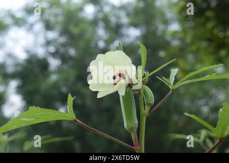 Une fleur blanche de gombo sur une plante Banque D'Images