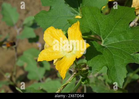 Une fleur jaune de citrouille avec des feuilles vertes sur une vigne Banque D'Images