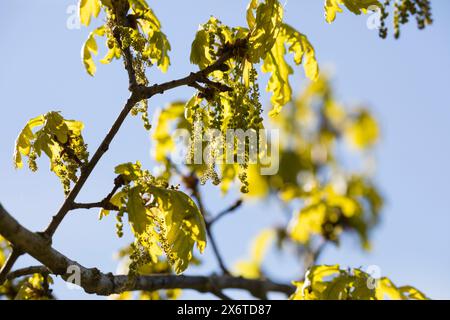 Stiel-Eiche, im Frühjahr, Frühling, Blüten, Blüte, blühend, Junge Blätter, Blatt, Eichenlaub, Eichen, Stieleiche, Eiche, Alte Eiche in der Elbtalaue, Banque D'Images