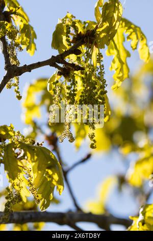 Stiel-Eiche, im Frühjahr, Frühling, Blüten, Blüte, blühend, Junge Blätter, Blatt, Eichenlaub, Eichen, Stieleiche, Eiche, Alte Eiche in der Elbtalaue, Banque D'Images