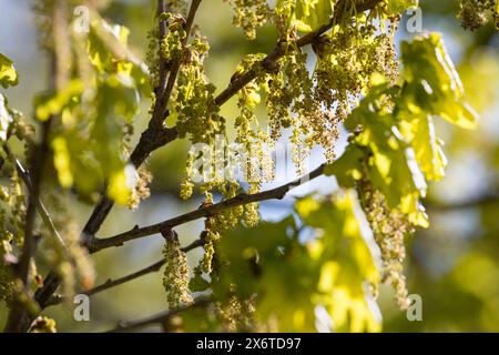 Stiel-Eiche, im Frühjahr, Frühling, Blüten, Blüte, blühend, Junge Blätter, Blatt, Eichenlaub, Eichen, Stieleiche, Eiche, Alte Eiche in der Elbtalaue, Banque D'Images