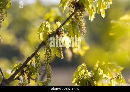 Stiel-Eiche, im Frühjahr, Frühling, Blüten, Blüte, blühend, Junge Blätter, Blatt, Eichenlaub, Eichen, Stieleiche, Eiche, Alte Eiche in der Elbtalaue, Banque D'Images