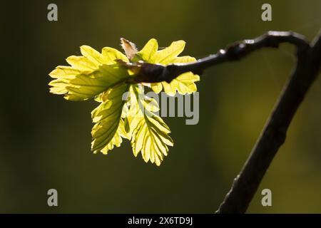 Stiel-Eiche, im Frühjahr, Frühling, Junge Blätter, Blatt, Eichenlaub, Eichen, Stieleiche, Eiche, Alte Eiche in der Elbtalaue, Quercus robur, Quercus p Banque D'Images