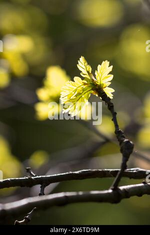 Stiel-Eiche, im Frühjahr, Frühling, Junge Blätter, Blatt, Eichenlaub, Eichen, Stieleiche, Eiche, Alte Eiche in der Elbtalaue, Quercus robur, Quercus p Banque D'Images