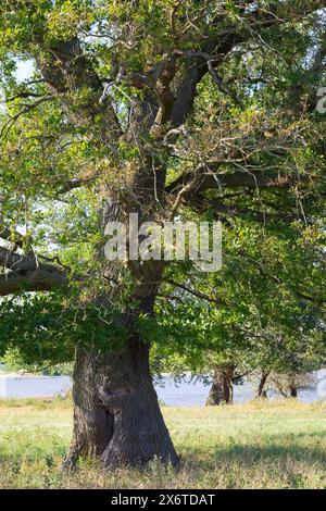 Stiel-Eiche, Eichen, Stieleiche, Eiche, Alte Eiche in der Elbtalaue, Quercus robur, Quercus pedunculata, chêne anglais, chêne pédonculé, le Chêne pédonc Banque D'Images