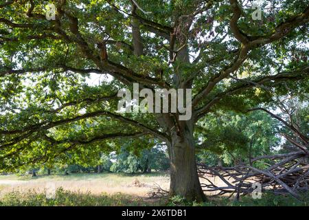 Stiel-Eiche, Eichen, Stieleiche, Eiche, Alte Eiche in der Elbtalaue, Quercus robur, Quercus pedunculata, chêne anglais, chêne pédonculé, le Chêne pédonc Banque D'Images