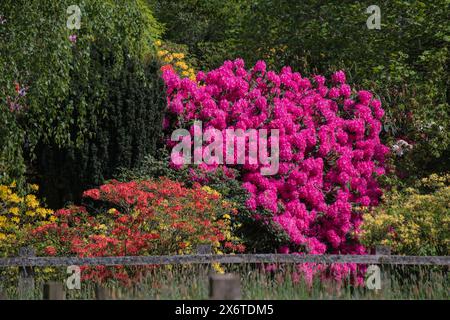 Rhododenrons et azalées en pleine floraison au printemps, Elvaston Castle Country Park, Derbyshire, East Midlands, Angleterre Royaume-Uni, Europe Banque D'Images