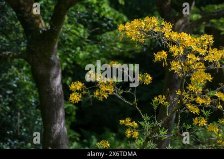 Une azalée jaune (Rhododendron luteum) en pleine floraison Banque D'Images