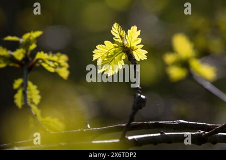 Stiel-Eiche, im Frühjahr, Frühling, Junge Blätter, Blatt, Eichenlaub, Eichen, Stieleiche, Eiche, Alte Eiche in der Elbtalaue, Quercus robur, Quercus p Banque D'Images