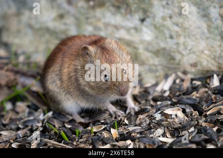 Graines de fourrage de volaille à dos rouge du Nord dans le centre-sud de l'Alaska. Banque D'Images