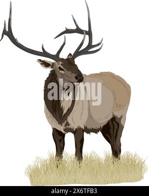 Elk dans l'herbe Illustration de Vecteur