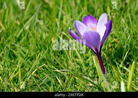 Crocus (crocus vernus), gros plan d'une fleur violette unique poussant sur l'herbe taillée d'un bord de route au printemps. Banque D'Images