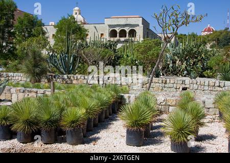 Oaxaca, Mexique, Amérique du Nord. Jardin ethnobotanique (jardin Etnobotánico). Banque D'Images