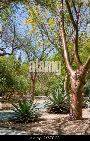 Oaxaca, Mexique, Amérique du Nord. Jardin ethnobotanique (jardin Etnobotánico). Copal Tree à droite. Banque D'Images