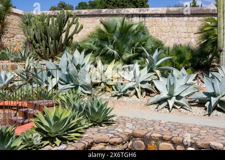 Oaxaca, Mexique, Amérique du Nord. Jardin ethnobotanique (jardin Etnobotánico). Agave Vacuela. Banque D'Images