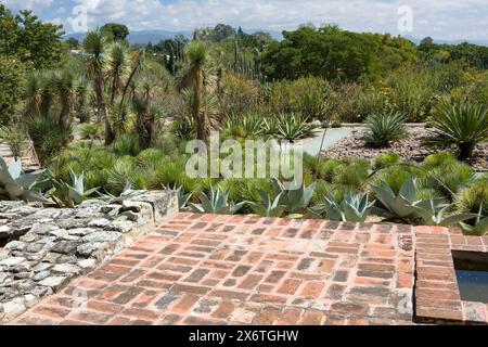 Oaxaca, Mexique, Amérique du Nord. Jardin ethnobotanique (jardin Etnobotánico). Banque D'Images