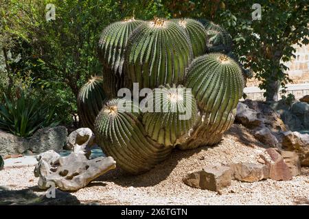 Oaxaca, Mexique, Amérique du Nord. Jardin ethnobotanique (jardin Etnobotánico). Viznaga Cactus, 1000 ans. Banque D'Images