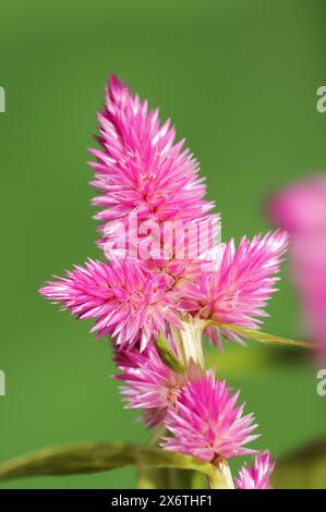 Celosie des plumes (Celosia argentea var. Plumosa), inflorescence, plante ornementale, Rhénanie du Nord-Westphalie, Allemagne Banque D'Images