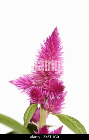Celosia plumose ou nid de coq à plumes (Celosia argentea var. plumosa), inflorescence sur fond blanc, plante ornementale Banque D'Images