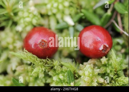 Petite canneberge (Vaccinium oxycoccos, Oxycoccus palustris), baies, Rhénanie du Nord-Westphalie, Allemagne Banque D'Images