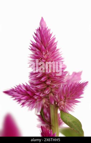 Celosia plumose ou nid de coq à plumes (Celosia argentea var. plumosa), inflorescence sur fond blanc, plante ornementale Banque D'Images