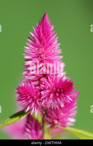 Celosie des plumes (Celosia argentea var. Plumosa), inflorescence, plante ornementale, Rhénanie du Nord-Westphalie, Allemagne Banque D'Images