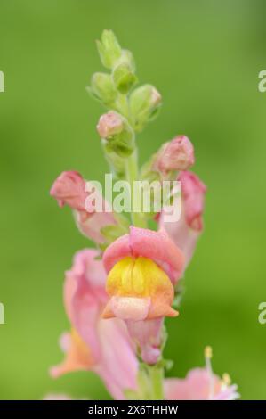 muguet commun (Antirrhinum majus), fleurs, plante ornementale, Rhénanie du Nord-Westphalie, Allemagne Banque D'Images