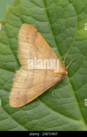 Rare ombre (Agriopis aurantiaria), mâle, Rhénanie du Nord-Westphalie, Allemagne Banque D'Images