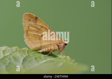 Rare ombre (Agriopis aurantiaria), mâle, Rhénanie du Nord-Westphalie, Allemagne Banque D'Images