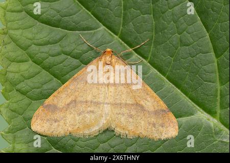 Rare ombre (Agriopis aurantiaria), mâle, Rhénanie du Nord-Westphalie, Allemagne Banque D'Images