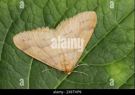 Rare ombre (Agriopis aurantiaria), mâle, Rhénanie du Nord-Westphalie, Allemagne Banque D'Images